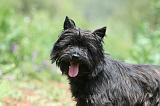CAIRN TERRIER 590